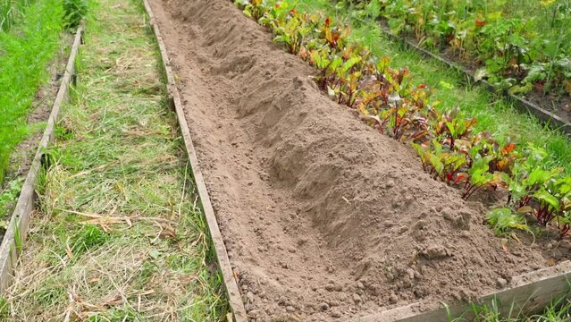 The garden bed is prepared for fertilization with bird droppings and sawdust. Groove in garden soil for bird droppings. Smooth camera movement with refocus to foreground