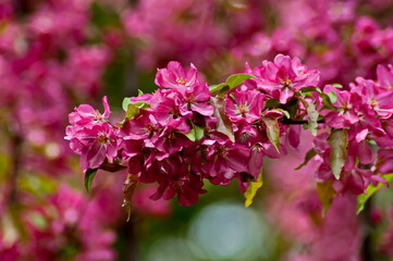  Photo with blooming with patterned in red and white colors of apple tree, Sofia, Bulgaria  
