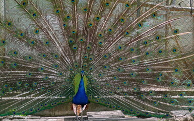 Naklejka premium Male Indian peacock or Pavo cristatus walks around the farmyard, Sofia, Bulgaria