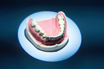 Dental layout. Lower part of jaw. Visual aid for dentist. Model of teeth and oral cavity. Dental prosthesis. Visual aid for orthodontist training. Medicine dentistry. Dental model of teeth and gums