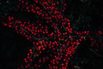 Cotoneaster branches are densely strewn with red berries. Ornamental plant with bright red fruits and small dense green leaves. Natural background