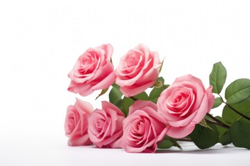 Rose flowers on a white background