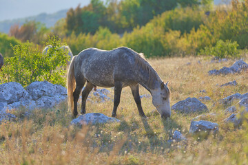 Grey Wild Horse at Dawn in Goranci