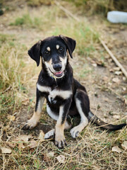 portrait of a dog in a shelter waiting for adoption