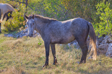 Grey Wild Horse at Dawn in Goranci Plateau