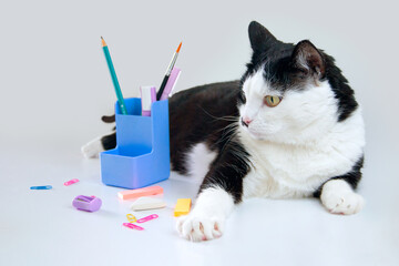Cat and school supplies.