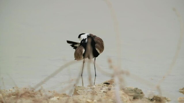 Spur-winged lapwing preening at Hamala, Bahrain