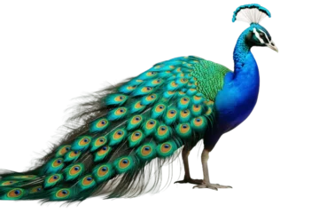 Fototapeten Peacock Portrait Isolated on a Transparent PNG Background. Generative Ai © Haider