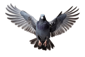 Beautiful Pigeon Isolated on a Transparent PNG Background. Generative Ai