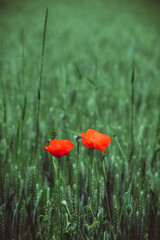 Champ de blé et coquelicots. France