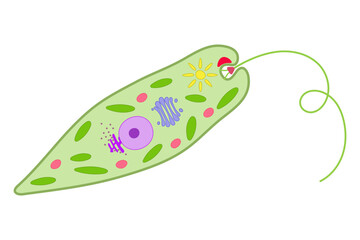 Euglena on a white background.
