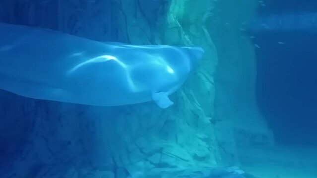 A Beluga whale is swimming in the water