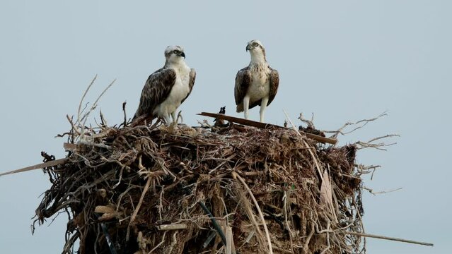 A pair of Osprey perched on nest at Hawar island Bahrain