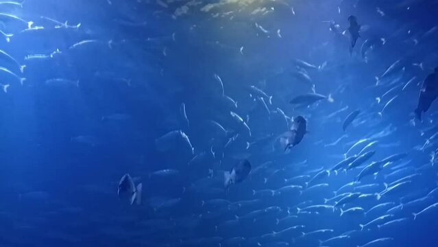 Group of fish in backlight seen from the bottom of the sea with reflections of the sun