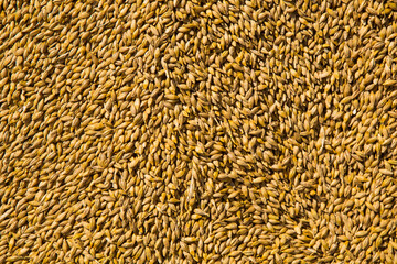 Wheat grains as agricultural background.