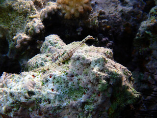 Fototapeta na wymiar Underwater photo of yellow-banded pipefish - (Corythoichthys flavofasciatus)