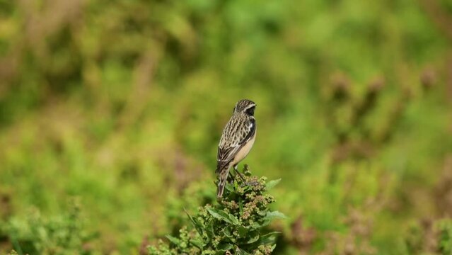 Winchat perched on bush at Hamala, Bahrain