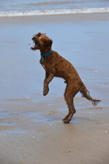 Irish doodle dog jumping to catch treats at beach