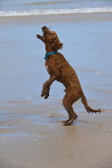 Irish doodle jumping for treat on beach