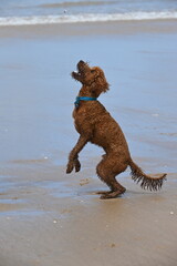 Irish doodle jumping for treat on beach