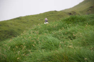 Obraz premium Faroer Islands: puffins