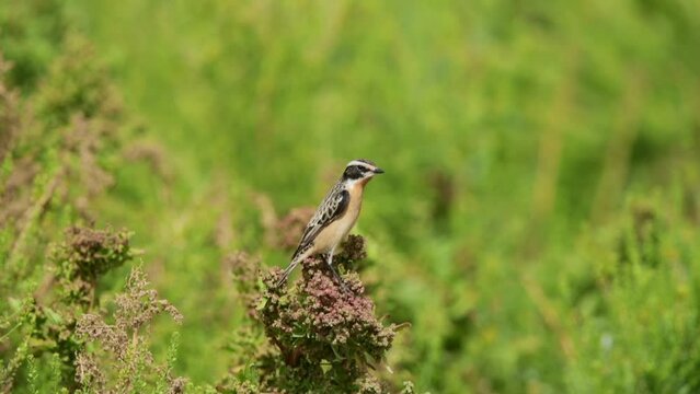 Winchat perched on bush at Hamala, Bahrain