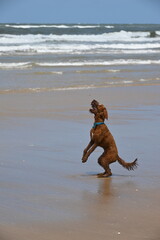 Irish doodle dog jumping to catch treats at beach