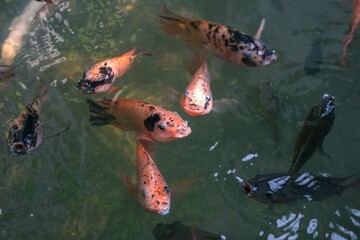 Close up of various koi fish swimming in a pond. Beautiful, exotic, colorful, bokeh backgrounds.