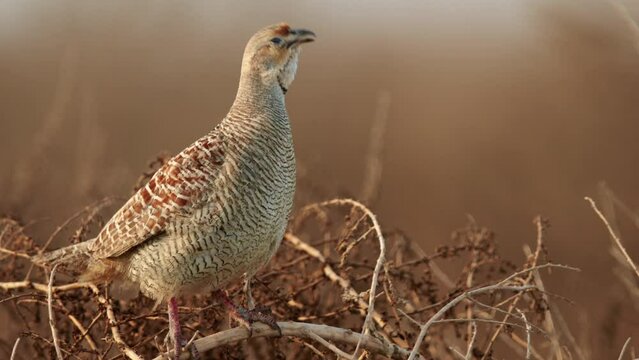 Grey francolin calling at Hamala, Bahrain