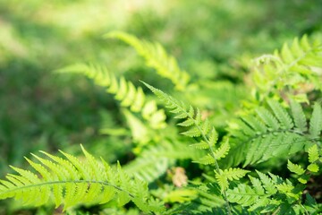 Green leaves in the forest with blurry background
