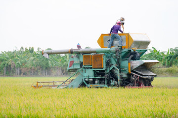 Rice harvester in the rice fields.