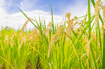  収穫前の稲穂　風さやか