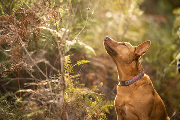 beautiful kelpie in the bush in australia. tan dog