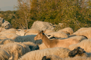 Sheep Flock with Lone Vigilant Goat in Bile