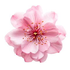 Rolgordijnen beautiful sakura flower isolated on white © Tidarat