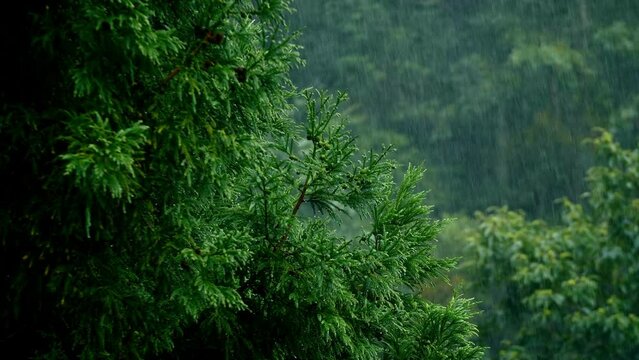 Beautiful raining day at the forest.