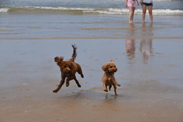 flying dogs on beach