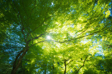 福井 夏の永平寺を彩る美しいもみじと太陽の光