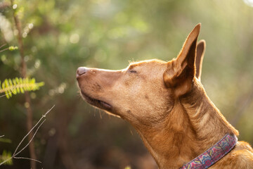 beautiful kelpie in the bush in australia. tan dog