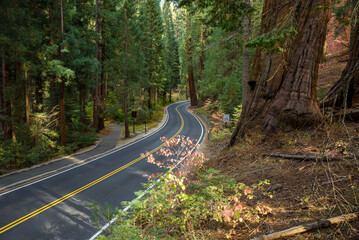 Deserted road through a giant sequoia forest on a sunny fall day