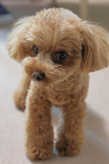 微笑むトイ・プードル