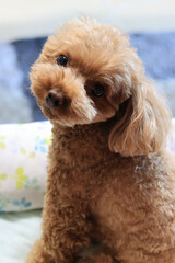 微笑むトイ・プードル