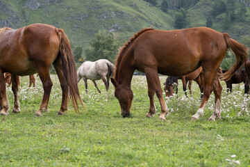 Obraz premium A group of different horses are grazing in the mountains in a summer pasture. Horses eat grass in the meadow.