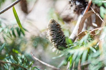 open banksia seed pod in australia