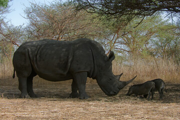 Fototapeta premium Rhinocéros et phacochères