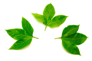Obraz premium Three passion fruit leaves with 3 lobes, upper surface in dark green, smooth, and glossy growing in alternate pattern and have serrated, toothed edges isolated white background