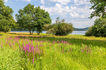 Berges fleurries du lac de Panneci&egrave;re, dans le Morvan
