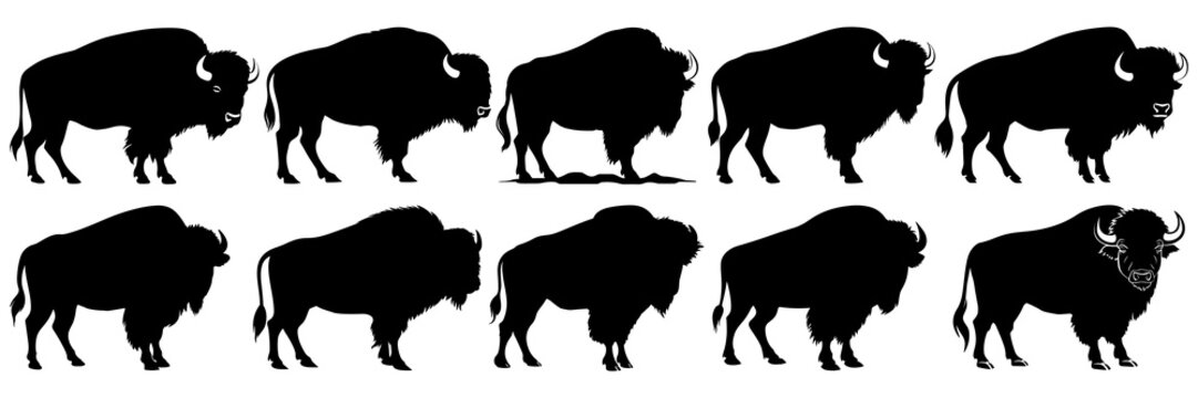 Bison buffalo silhouettes set, large pack of vector silhouette design, isolated white background