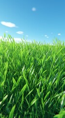 Obraz premium green grass