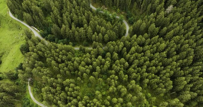 Aerial view of a walking path across the forest with trees in Grindelwald, Bernese Alps, Swiss Alps, Bern, Switzerland.